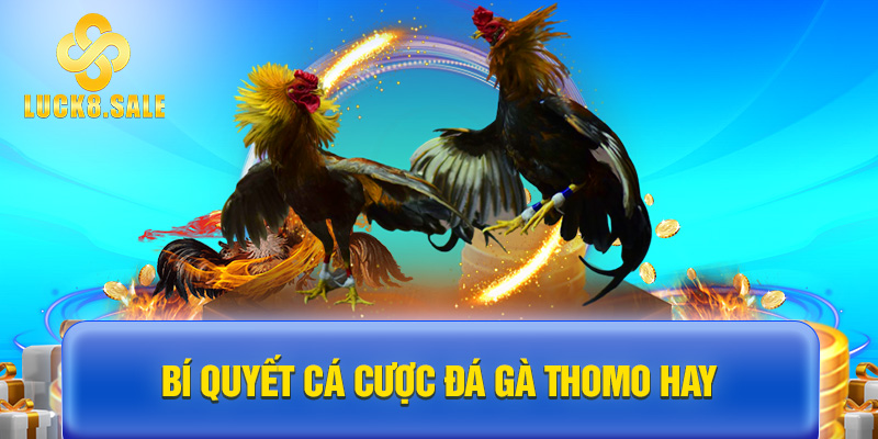 Bí quyết cá cược Đá gà Thomo hay