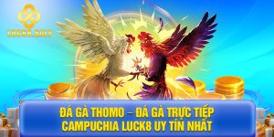 đá gà Thomo trực tiếp