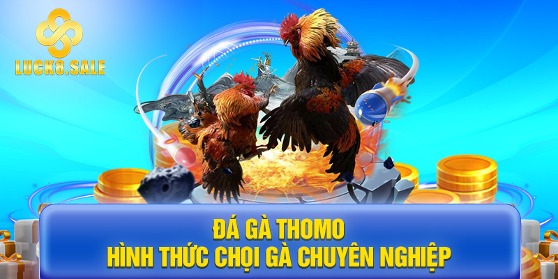 Đá gà Thomo hình thức chọi gà chuyên nghiệp