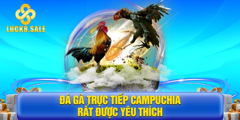 Đá gà trực tiếp Campuchia rất được yêu thích