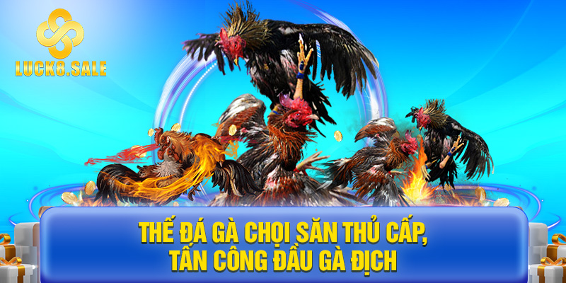 Thế đá gà chọi săn thủ cấp, tấn công đầu gà địch