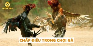 chấp điếu trong chọi gà